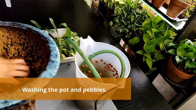 Aquaponics Update 1 / How to Set Easy DIY Aquaponics in Goldfish Pond смотреть онлайн