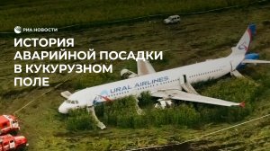 Чудо в кукурузном поле