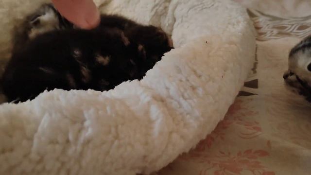 Шотландские котята. Вислоухие. Мраморные. Смешные котики. смотреть онлайн