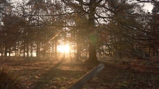 Успокаивающая музыка снимает стресс с помощью красивых видеороликов о природе смотреть онлайн