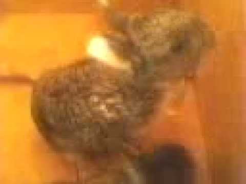 КРОЛЬЧАТА.mp4 смотреть онлайн