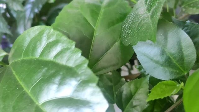 Обрезаем гибискус и формируем куст смотреть онлайн