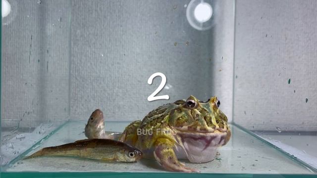 Swallow fish one after another / Pacman frog , African bullfrog【LIVE FEEDING】 смотреть онлайн