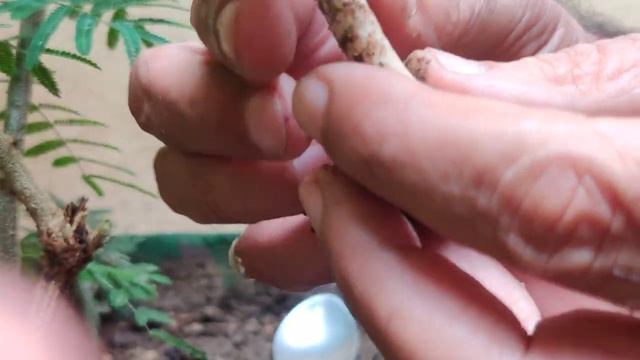 Class 11: Fungi- Mushroom ( Agaricus) смотреть онлайн