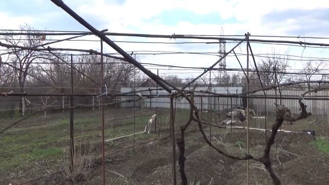 Как подвязывать виноград на шатровой шпалере после открытия виноградника смотреть онлайн