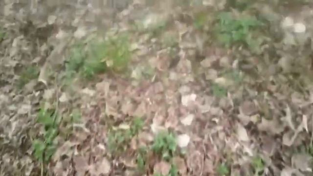 Гриб бабушкино ушко. Sarcoscypha coccinea. Саркосцифа алая. смотреть онлайн