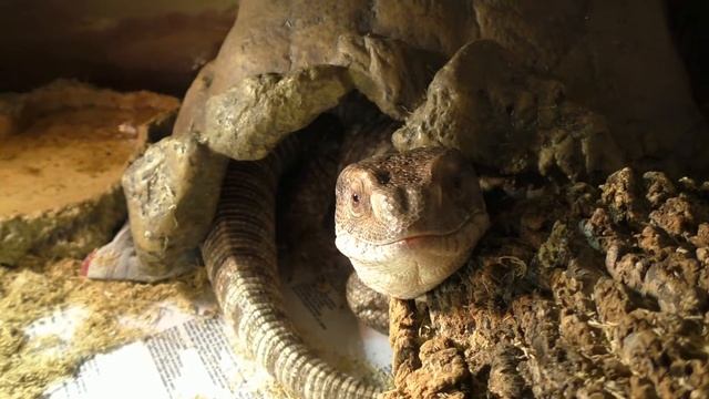 Капский варан и планы на новый год смотреть онлайн