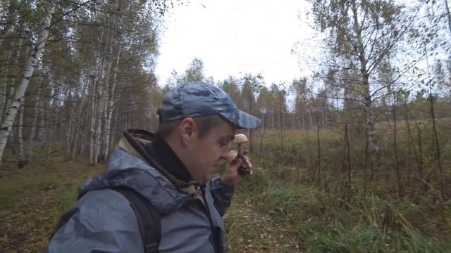 Осенние Грибы начало волны! | Черноголовик - лучший из Подберезовиков! | Наконец то дождались смотреть онлайн