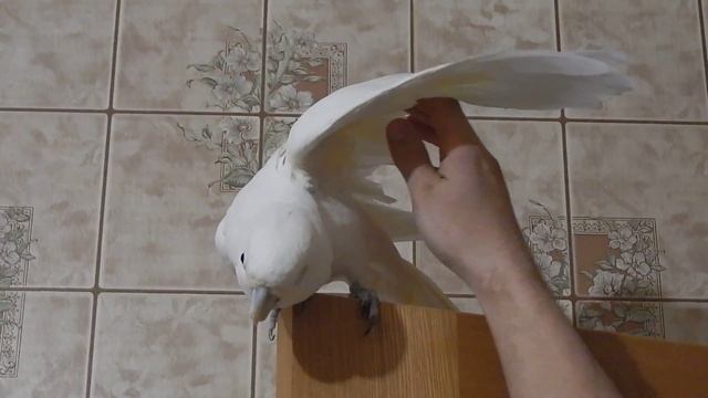 Какаду Гоффина. Доверие. смотреть онлайн