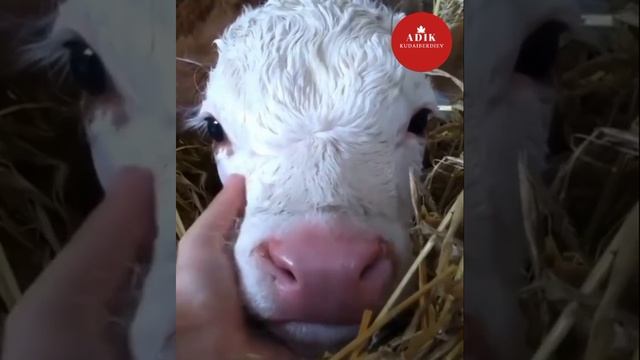 Монбельярд каровы смотреть онлайн