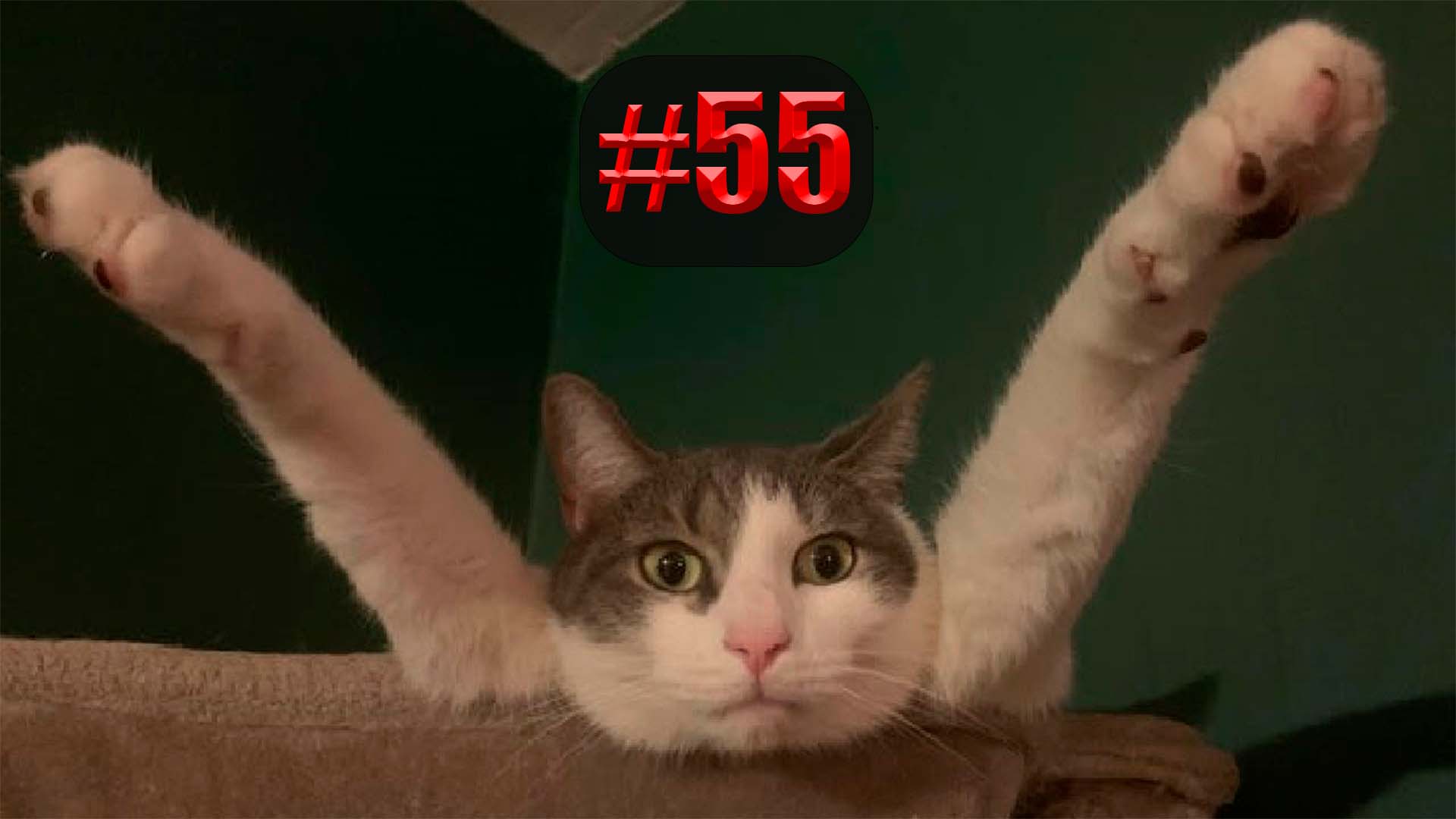 613 секунд Смеха ?? Смешных моментов | Милые котики Приколы с котами ?? Смешные коты #55 смотреть онлайн