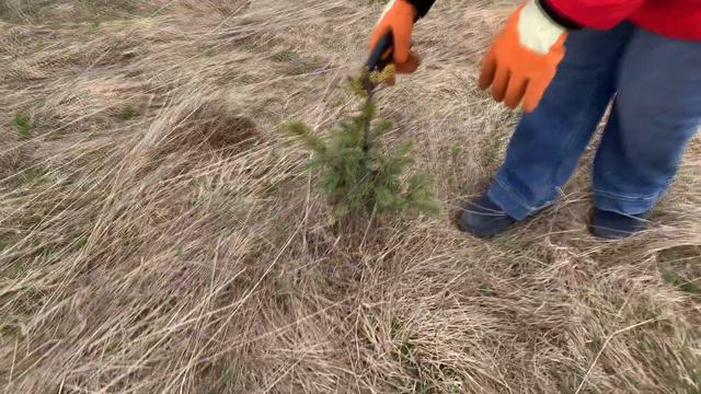 Весенняя подрезка ёлочек смотреть онлайн
