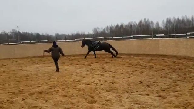 Фризская кобыла 4 смотреть онлайн