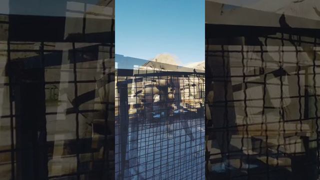 Была в зоопарке.Извините что не было видео 😔 смотреть онлайн