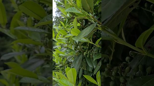 В Сириусе зреет лавровишня! смотреть онлайн