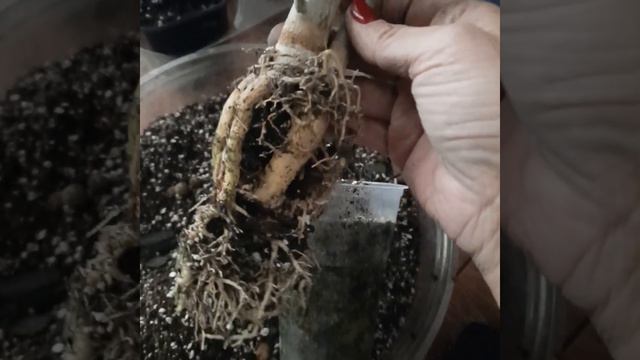 Укоренение ветки адениума/Что стало..? смотреть онлайн