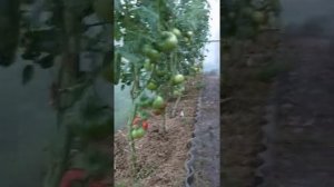 обзор томатов Адамо Грин, Пинк хайп, Сват от Садов России