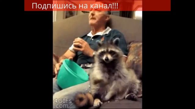 Смешные животные. Радуют глаз эти милые животные. смотреть онлайн