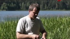 Аир болотный (аир обыкновенный)