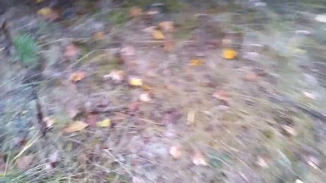 Заготовка грибов "РЫЖИКИ" смотреть онлайн