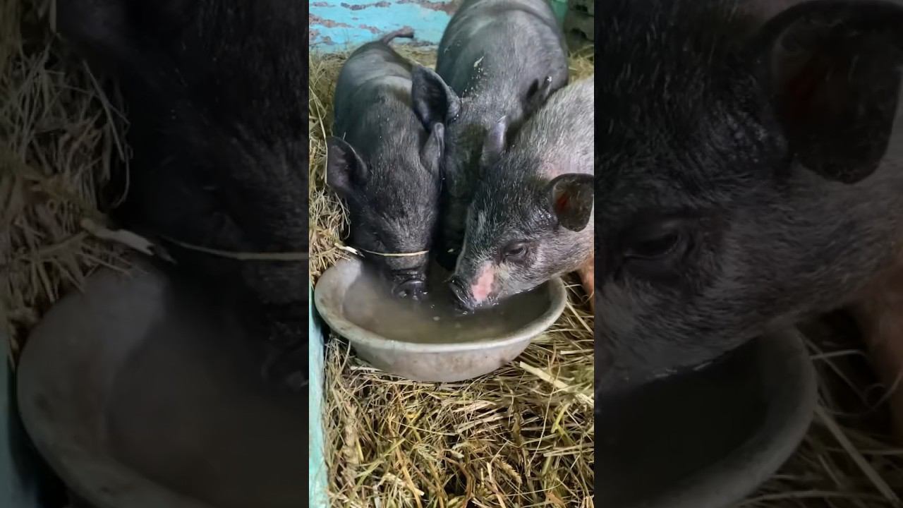 Ниф-ниф, наф-наф, нуф-нуф  это же они ! У нас пополнение на Ферме