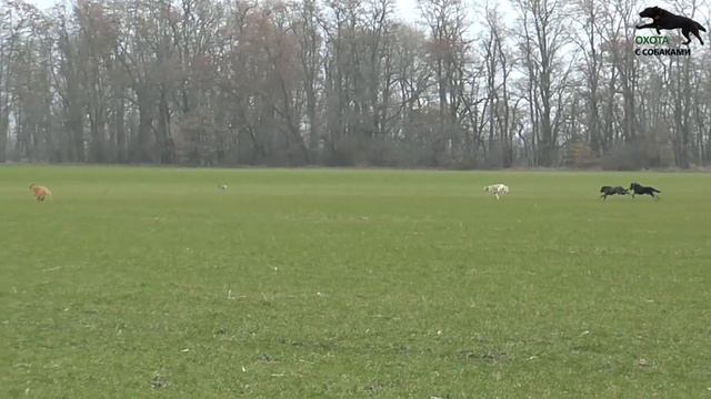 Охота на зайца с собаками 12.12.20 г (14 часть) смотреть онлайн