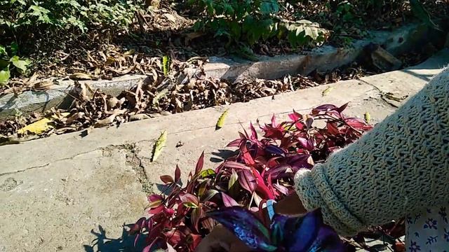 WANDERING JEW || ZEBRINA PENDULA || Beautiful Hanging Plant || Mukta ki Duniya ? ? ? смотреть онлайн