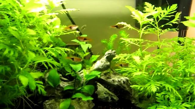 Java Tank смотреть онлайн