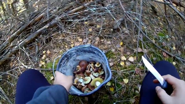 Поход В Лес За Грибами. Собираем Белые И Польские Грибы. Тихая Охота. смотреть онлайн