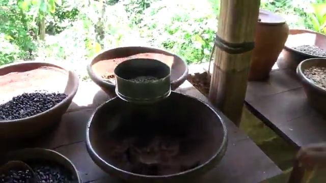 Бали. Кофе лювак (Kopi Luwak) – самый дорогой кофе в мире... из какашек смотреть онлайн