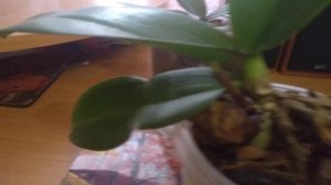 Обработка больных Орхидей фундазолом