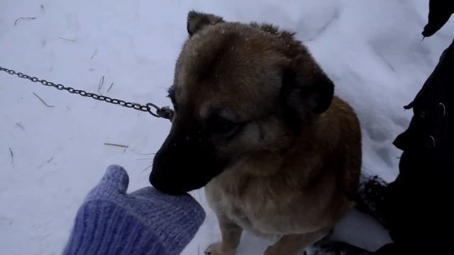 Пермский приют Доброе сердце