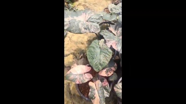 Serendipity varigata смотреть онлайн