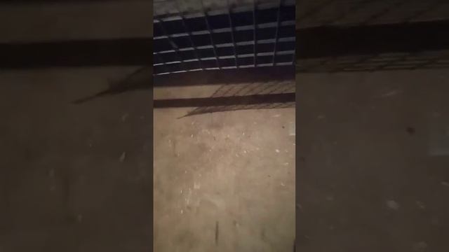 Вес перепелов в 14 дней. смотреть онлайн