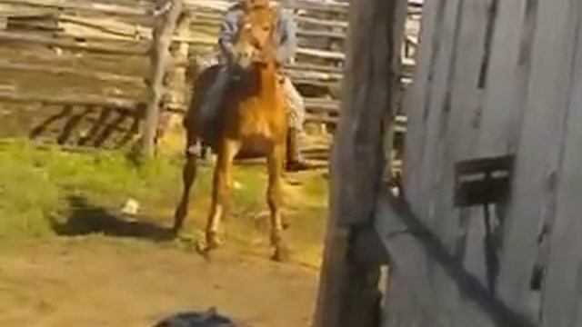 Объездка лошади, тяжеловоз смотреть онлайн