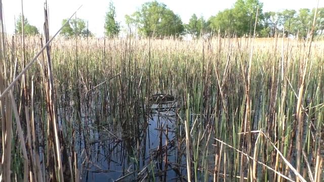Колония чомг 160503 4k Новомичуринск Гнездо чомги отъезд еще шире смотреть онлайн