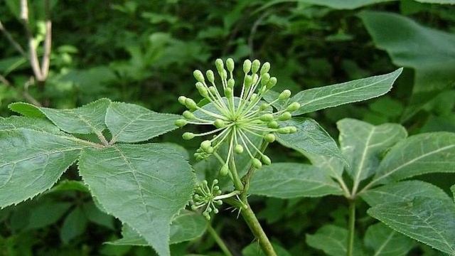 АКАНТОПАНАКС (ACANTHOPANAX) сем. Аралиевые смотреть онлайн