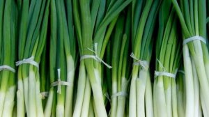 Зеленый Лук на перо зимой как бизнес идея начинающему предпринимателю