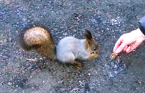 Белка не ест, белка запасает орешки. Зимние запасы. смотреть онлайн