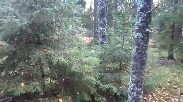 Охота Лайки ЗСЛ Хан 3 мес. смотреть онлайн
