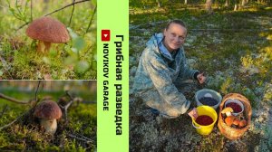 Грибная разведка 21 августа 2024. Приозерский район