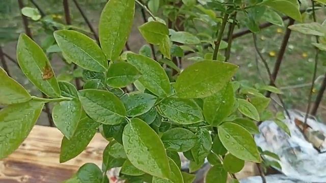 КАК ВЫБРАТЬ ГОЛУБИКУ ДЛЯ 100% РЕЗУЛЬТАТА // ВАЦАП ДЛЯ ЗАКАЗА 8-915-245-81-59 ПИСЬМЕННО смотреть онлайн