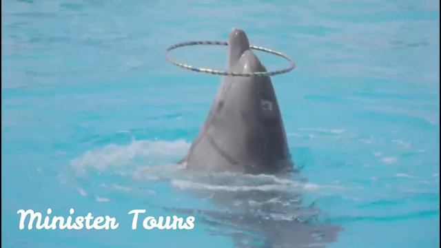 Дельфинарий в Алании - Minister Tours Alanya смотреть онлайн