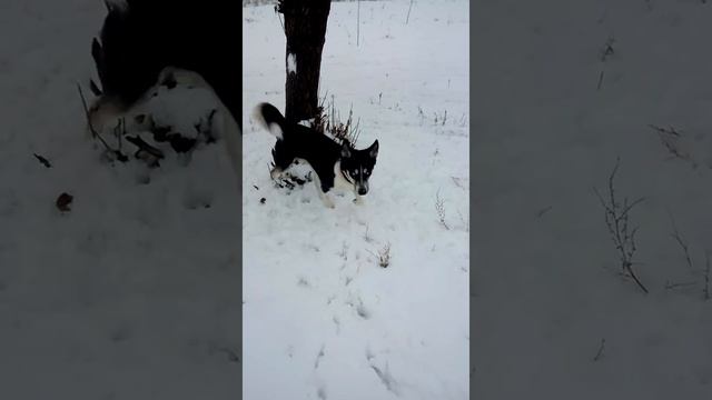 Помесь хаски Алтай смотреть онлайн