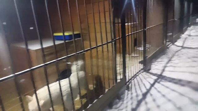 Вечер с щенками и лайками смотреть онлайн