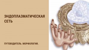 Эндоплазматическая сеть