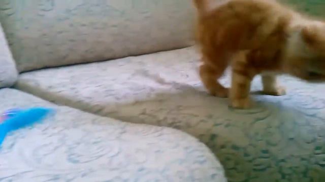 СЛАВИК -2.5 мес. смотреть онлайн