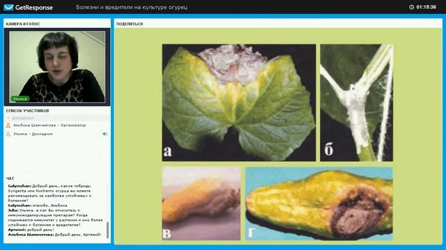 Серая гниль огурца в теплице смотреть онлайн