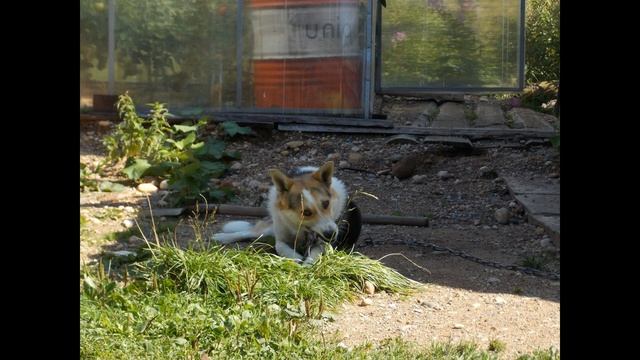 Осенний цвет смотреть онлайн