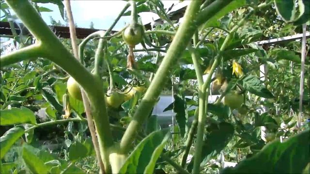 Томатные деревья в начале июля!!! Обзор! смотреть онлайн